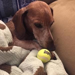 Meet your Posher, Susie